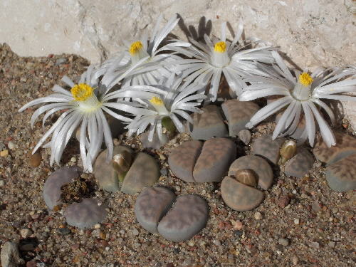 lithops karasmontana